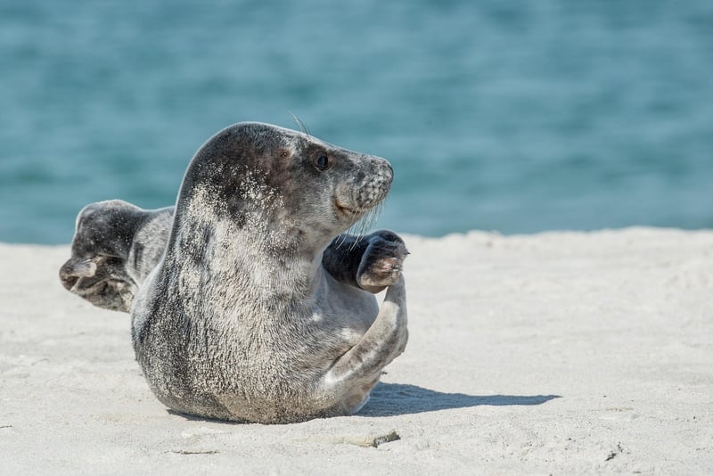 Assateague Island, Maryland and Virginia