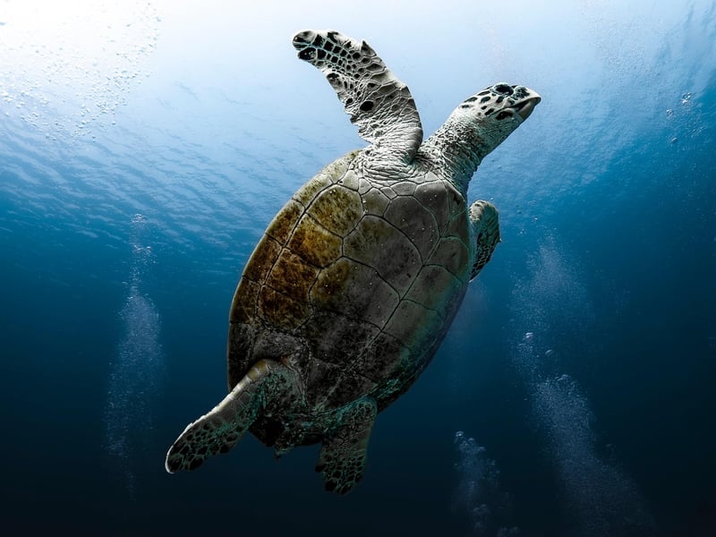 Scuba Diving Image